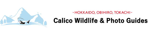 北海道・十勝の野生動物観察撮影ガイドCalico Wildlife & Photo Guides
