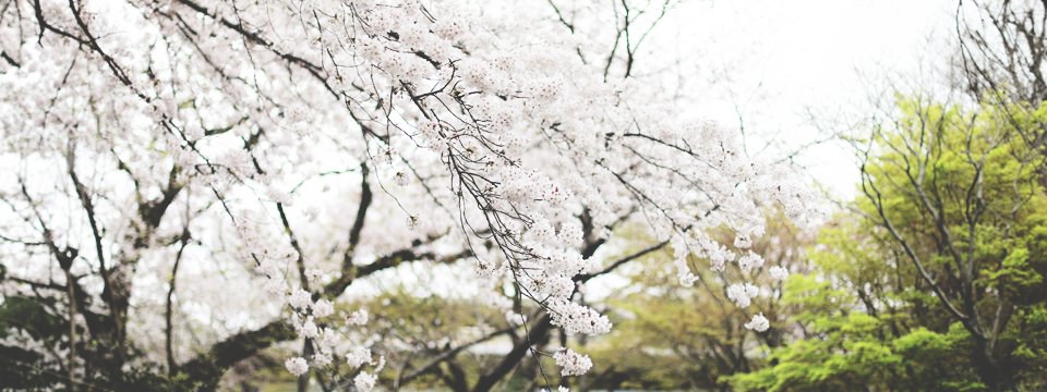 北海道・十勝の野生動物観察撮影ガイドCalico Wildlife & Photo Guides